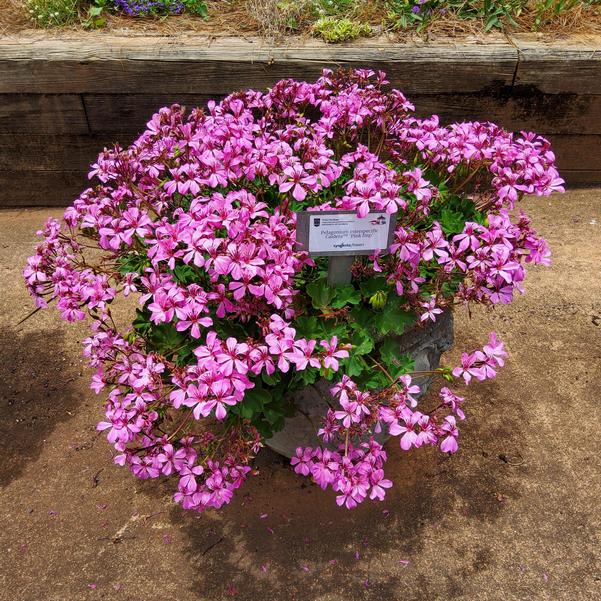 Pelagonium interspecific 'Pink Imp'