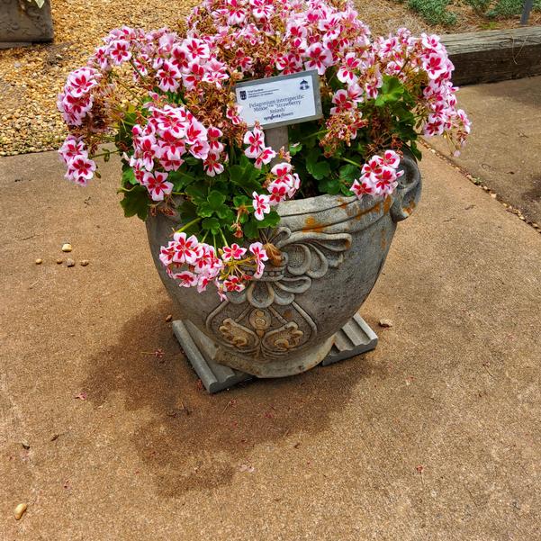 Pelagonium interspecific 'Strawberry Splash'