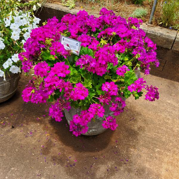 Pelagonium interspecific Calliope® Cascade 'Violet' Image
