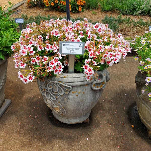 Pelagonium interspecific 'White Splash'