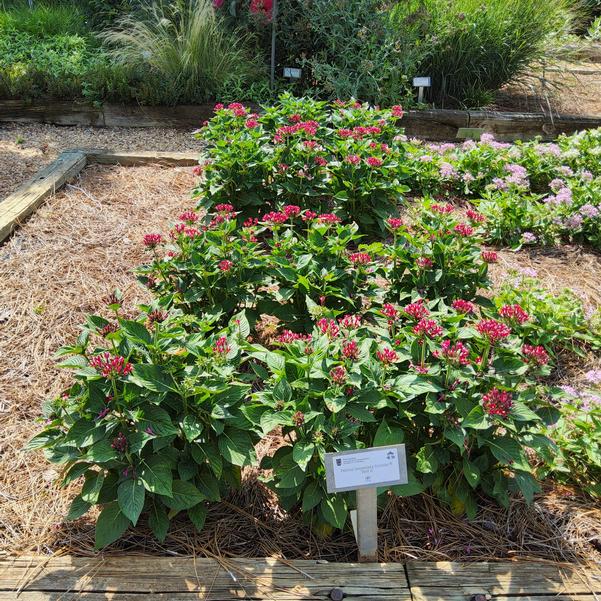 Pentas lanceolata Sunstar® 'Red II' Image
