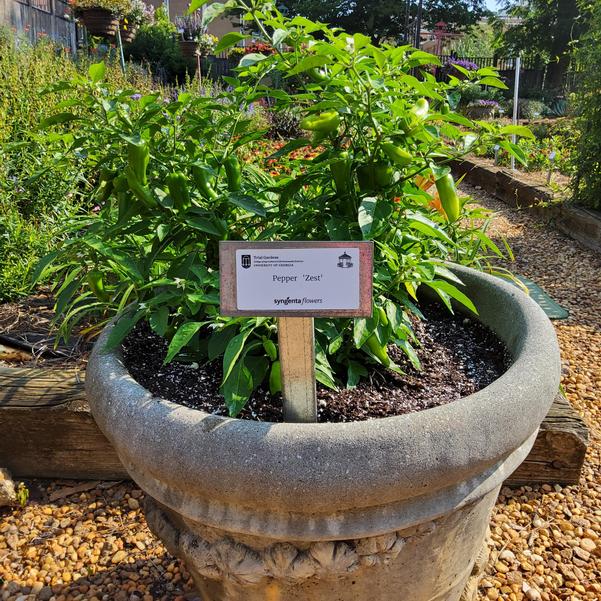 Pepper 'Zest' Image