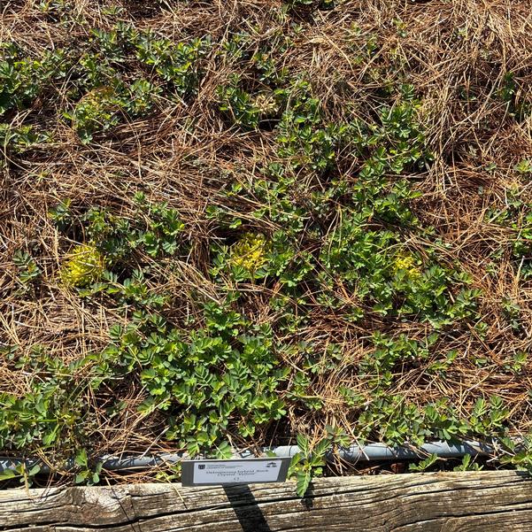 Delosperma hybrid Rock Crystal 'Yellow' Image