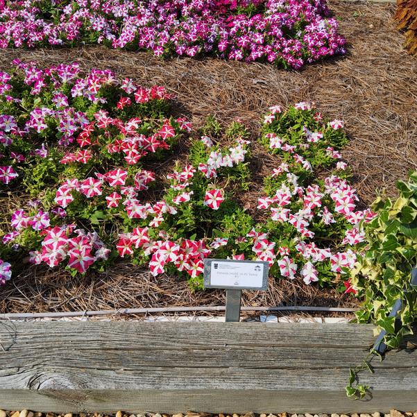 Petunia 26OSI-10 F1 'Entry #3' Image