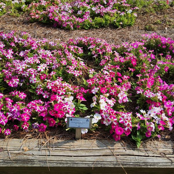 Petunia 26OSI-10 C1 Success HD 'Rose Star' Image