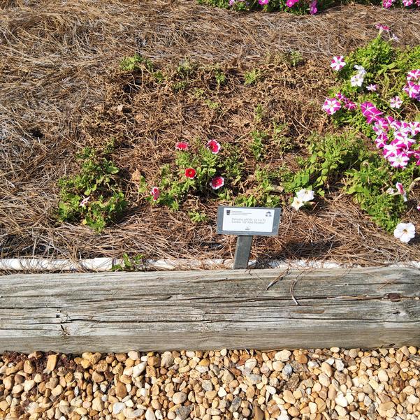 Petunia 26OSI-10 C2 F1 Limbo 'GP Red Picotee' Image