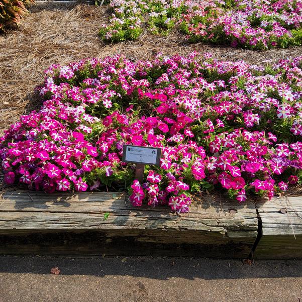 Petunia 26OSI-11 F1 'Entry #4' Image
