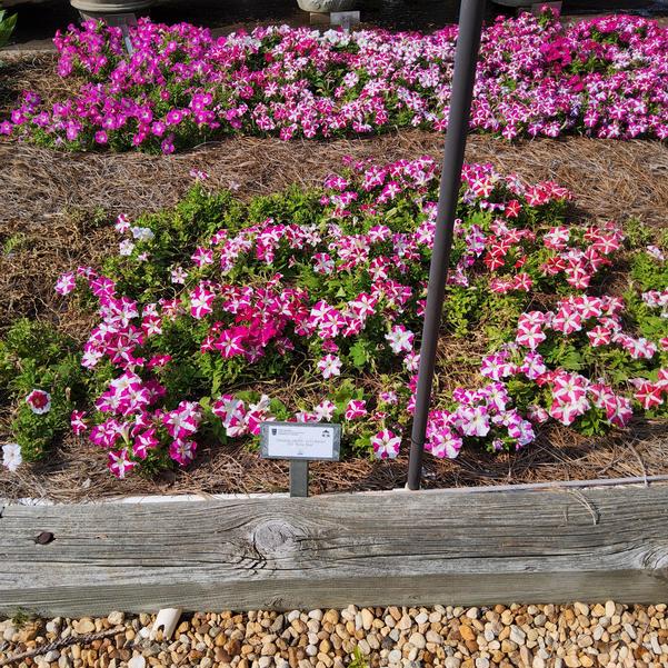 Petunia 26OSI-11 C1 Boom HD 'Rose Star' Image