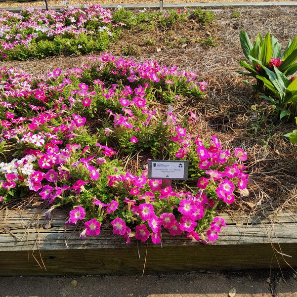 Petunia 26OSI-11 C2 Mambo 'GP Rose Morn' Image