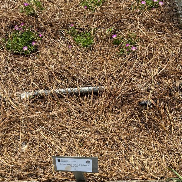 Delosperma hybrid Solstice 'Purple' Image