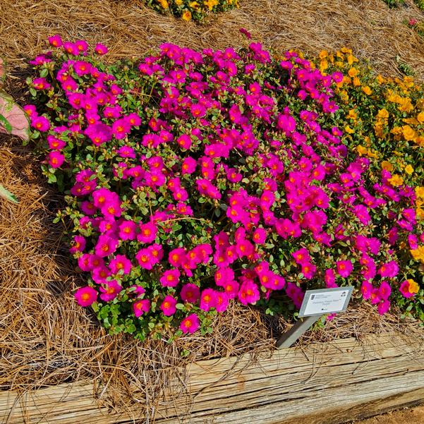 Portulaca Pazzaz Nano™ 'Purple' Image