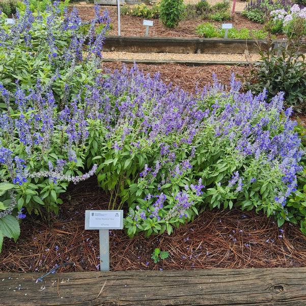 Salvia Mystical 'Blue' Image