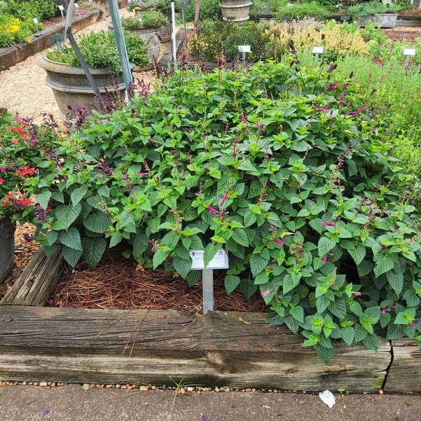 Salvia 'Fuchsia'