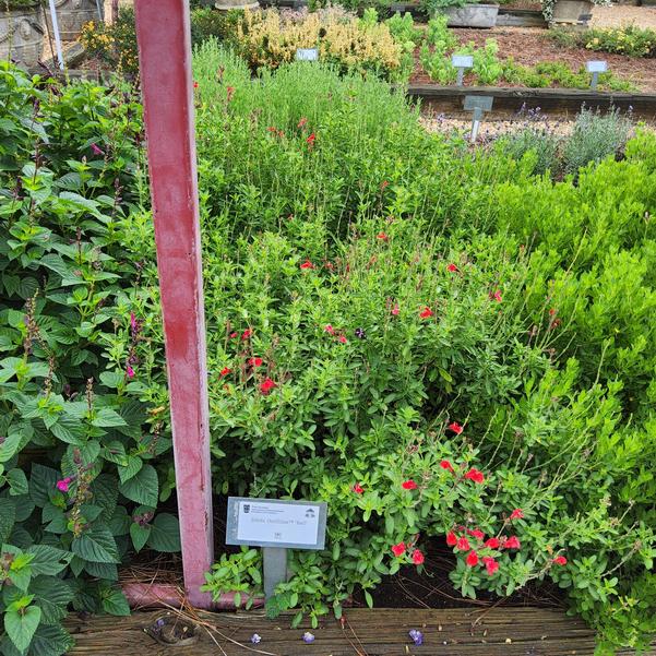 Salvia 'Red'