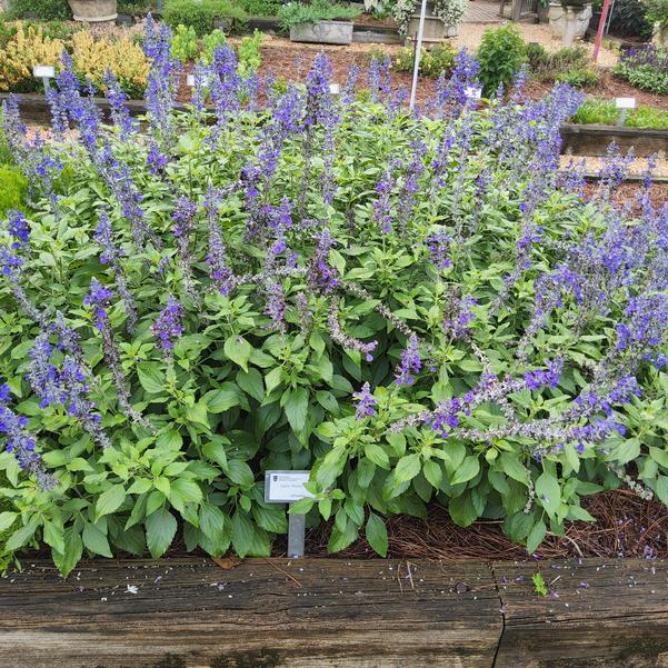 Salvia Mystic 'Spires' Image