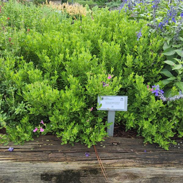 Salvia greggii hybrid 'Orchid'