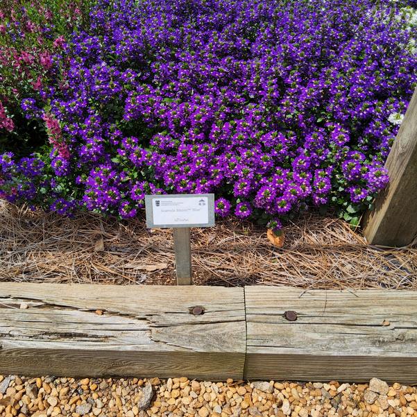 Scaevola Blazen™ 'Blue' Image