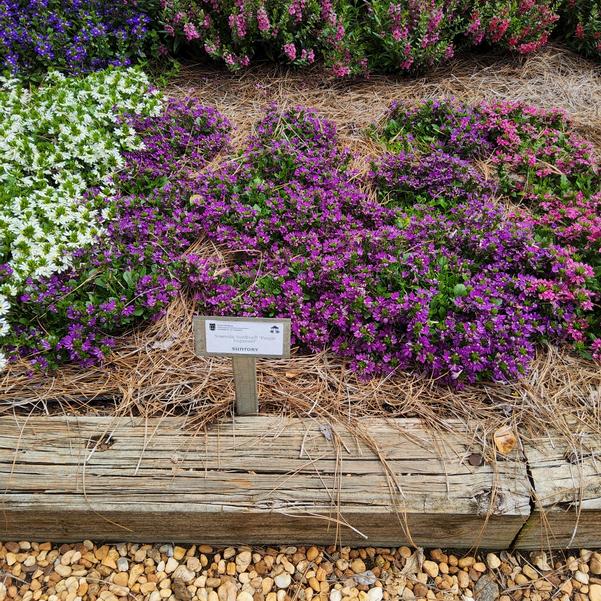 Scaevola Surdiva® 'Purple Improved' Image