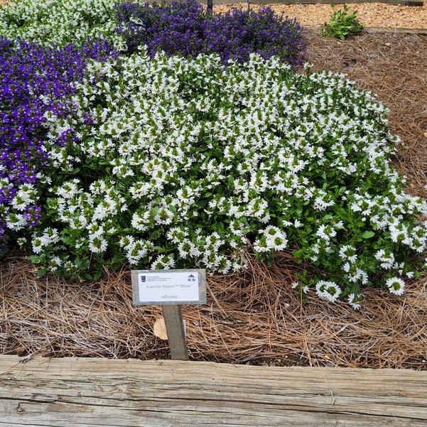 Scaevola Blazen™ 'White' Image