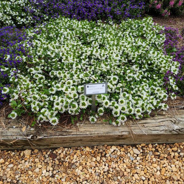 Scaevola Surdiva® 'White' Image