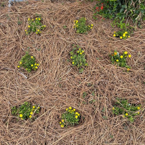 Delosperma hybrid Solstice 'Yellow' Image