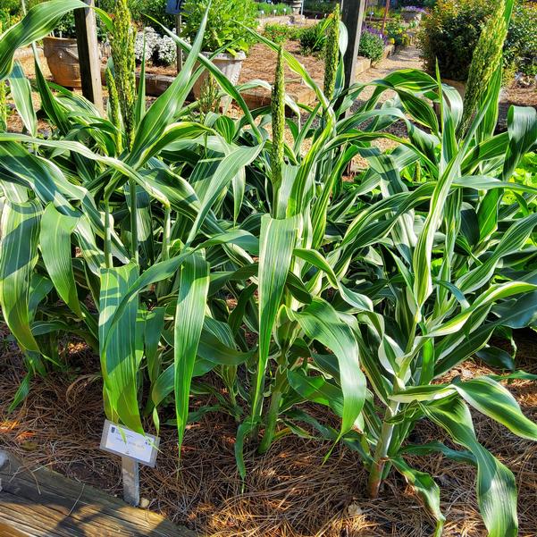Sorghum 26OSI-02 F1 Image