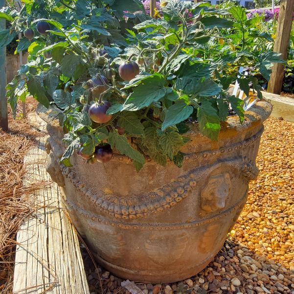 Tomato 'Akoya'