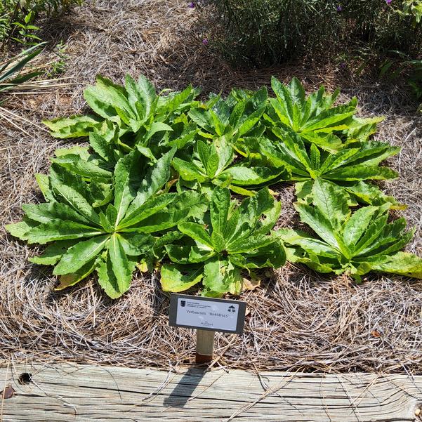Verbascum 'B08SB545' Image
