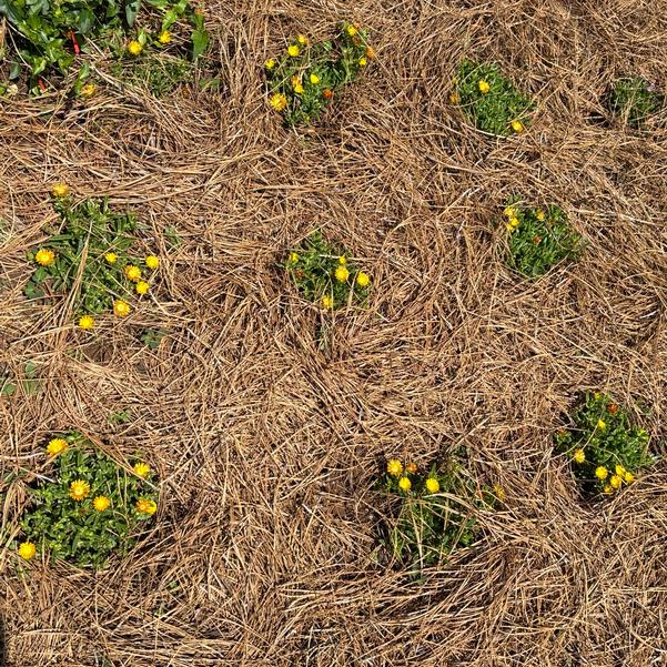 Delosperma hybrid Solstice 'Orange' Image