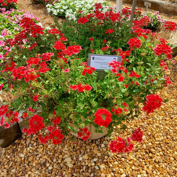 Verbena EnduraScape™ 'Hot Coral' Image