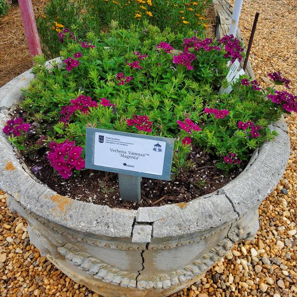 Verbena 'Magenta'