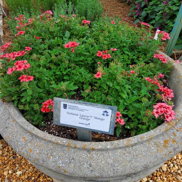 Verbena 'Mango Orange'