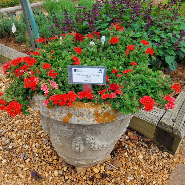 Verbena 'Orange Lava'