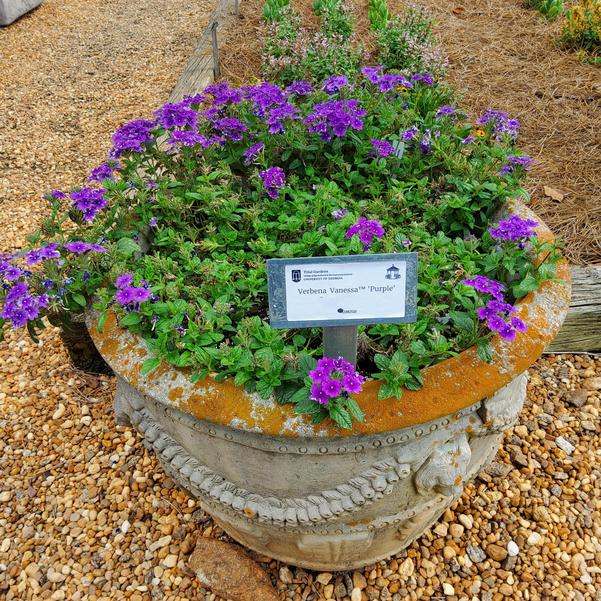 Verbena 'Purple'
