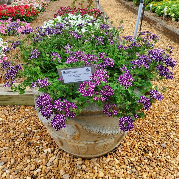 Verbena Firehouse™ 'Violet Vortex' Image