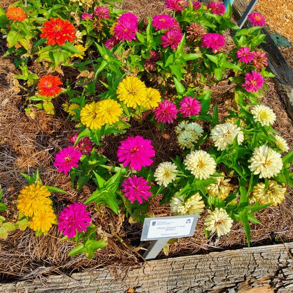 Zinnia Elegant™ 'Full Mixture' Image