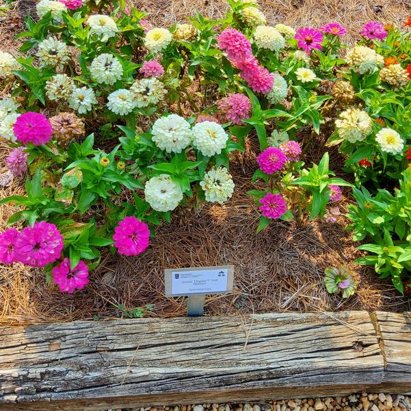Zinnia Elegant™ 'Soft Mixture' Image