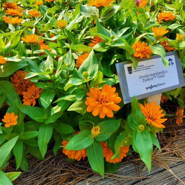 Zinnia marylandica Zydeco™ 'Gold' Image