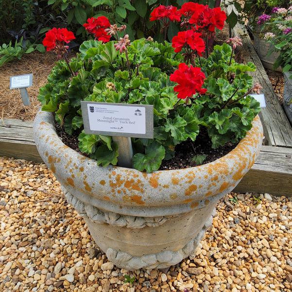 Zonal Geranium Moonlight™ 'Dark Red' Image