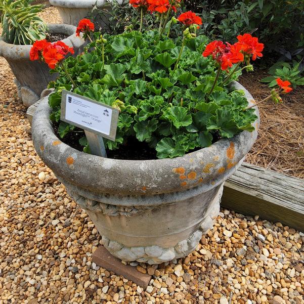Zonal Geranium Moonlight™ 'Orange' Image