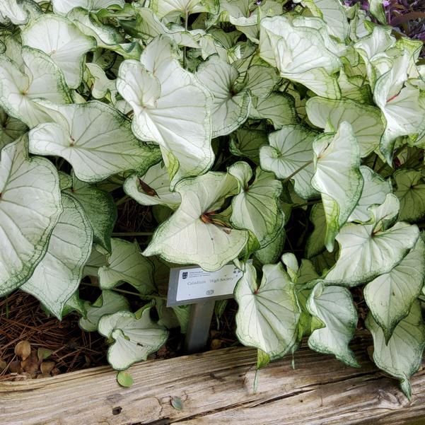 Caladium 'High Society' Image