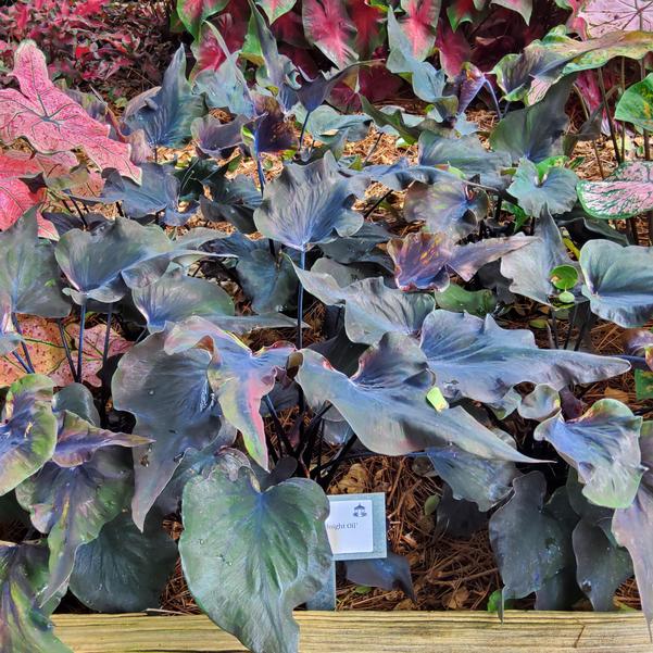 Caladium 'Midnight Oil' Image