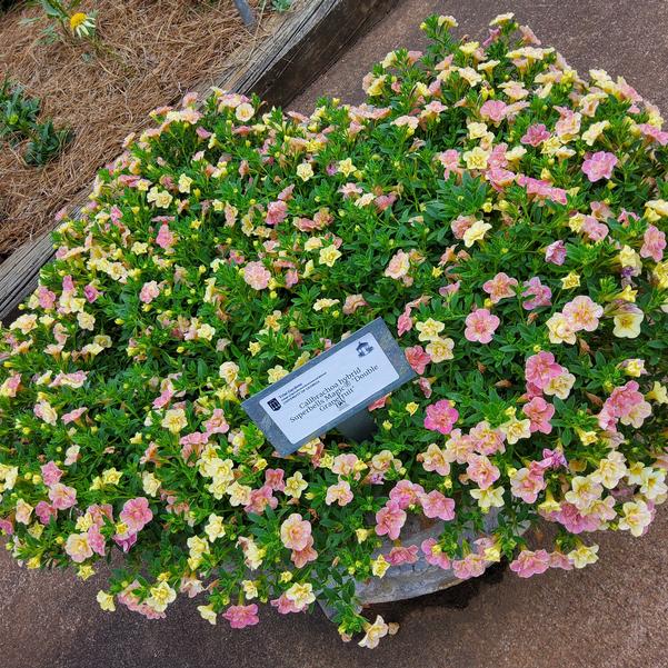 Calibrachoa hybrid Superbells Magic® 'Double Grapefruit' Image