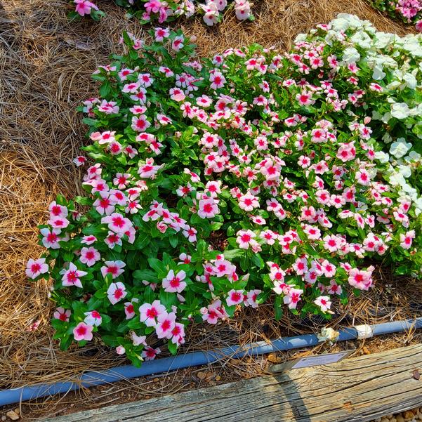 Catharanthus roseus Nirvana&reg; XDR 'Blush Splash' Image