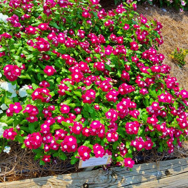 Catharanthus roseus Nirvana&reg; XDR 'Cranberry Halo' Image