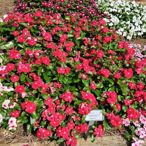 Catharanthus roseus Cora® XDR 'Red Glow' Image