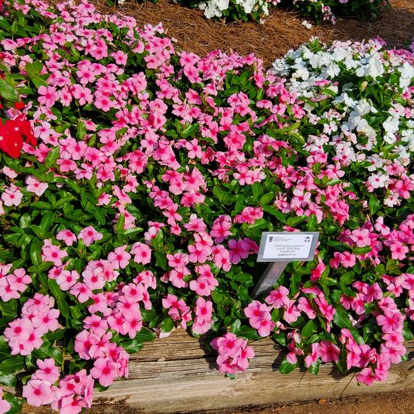 Catharanthus roseus F1 Cora&reg; 'XDR Deep Strawberry' Image