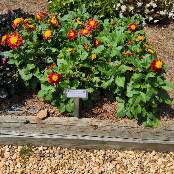 Dahlia Venti™ 'FireBurst' Image