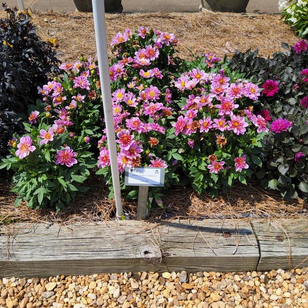 Dahlia Venti™ 'PinkBurst' Image