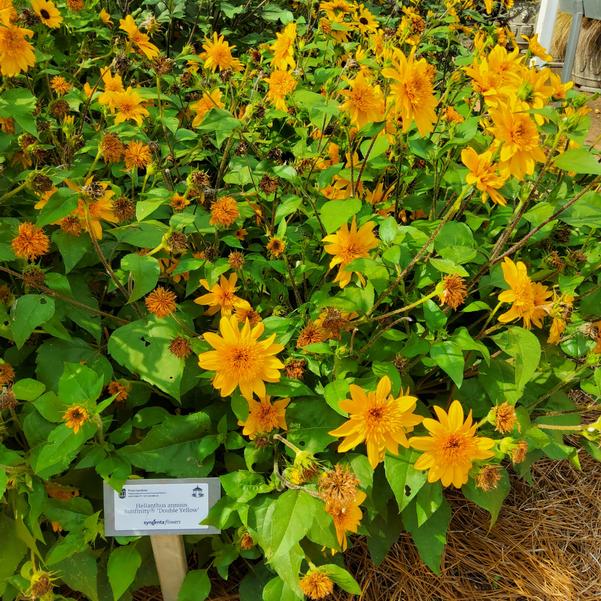 Helianthus annuus Sunfinity&reg; 'Double Yellow' Image